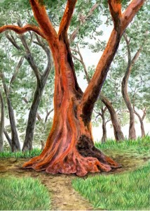 Madrone Tree - Original watercolor