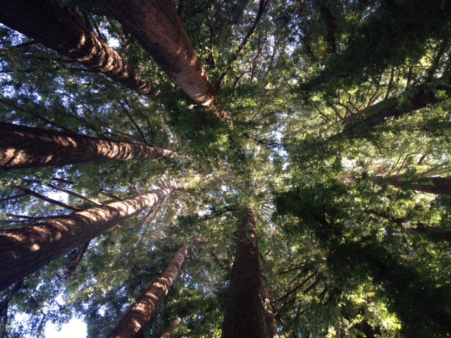 Circle of Redwood trees